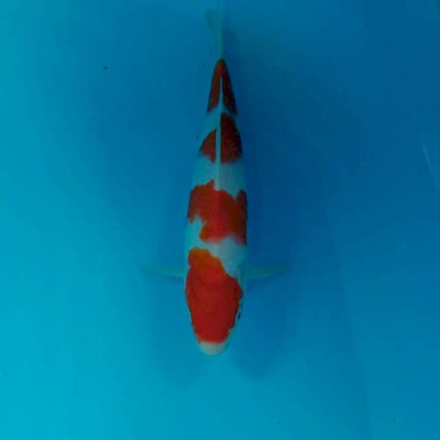 Kohaku, 32 cm