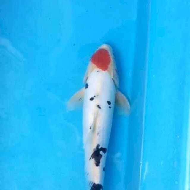 Tancho showa... 34cm jantan origonal