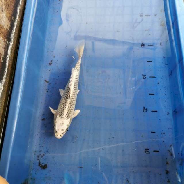 Hikari Tebal 26cm 