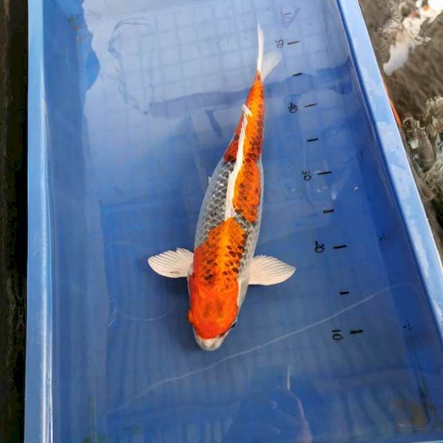 Kujaku joss... 42cm