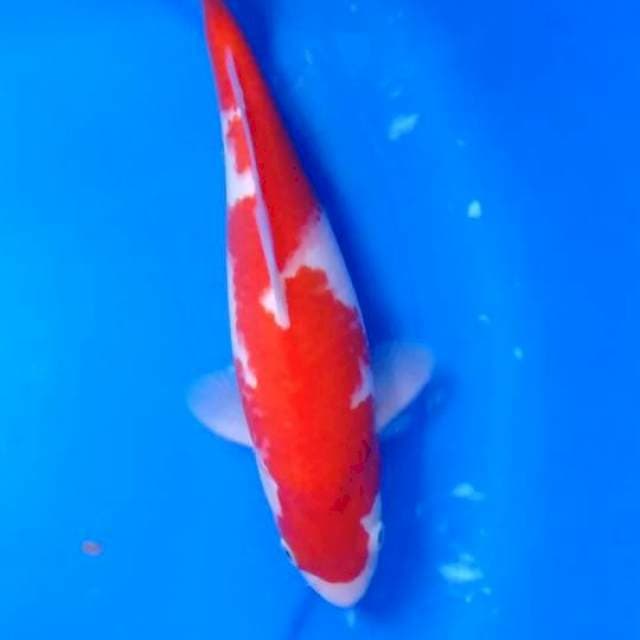 Kohaku red halus