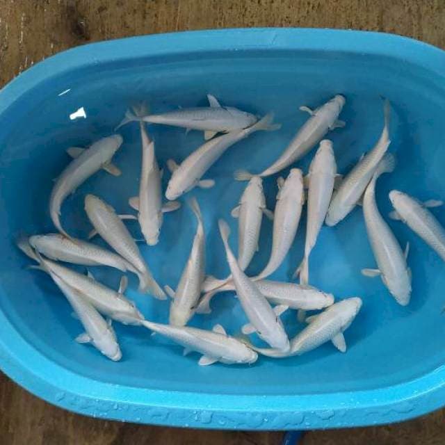 paket platinum 20 ekor