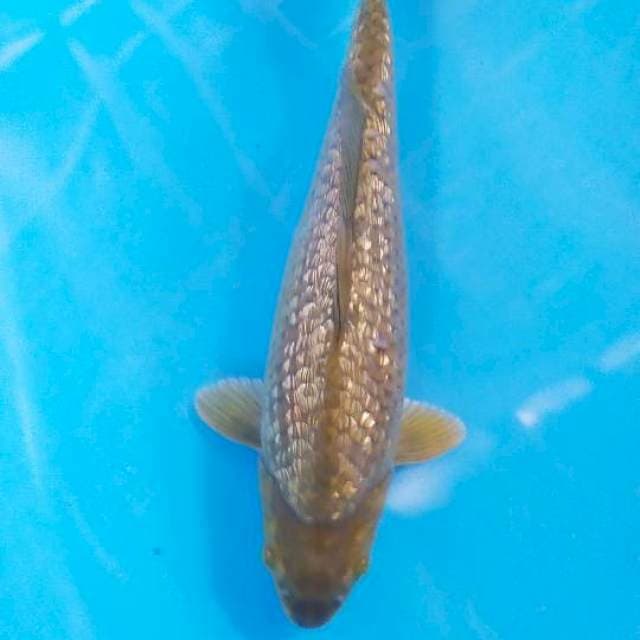 cagoi ginrin