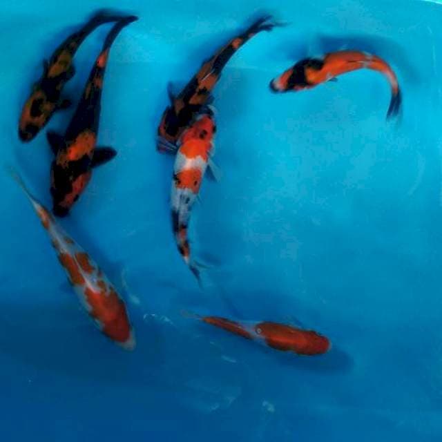 paket mix 7 ekor
