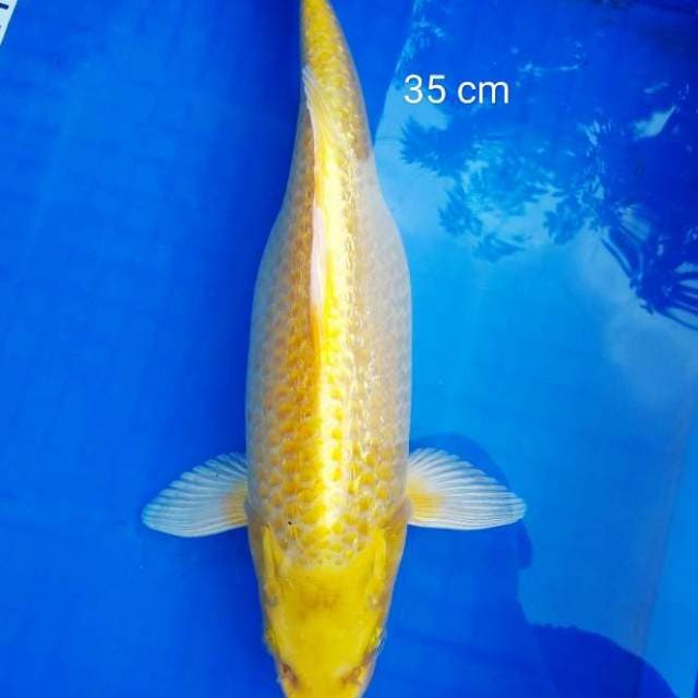 Yamabuki ogon ginrin