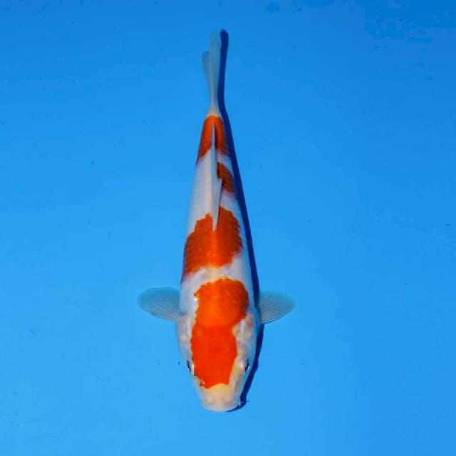 KOHAKU 4 STEP FEMALE 23 CM