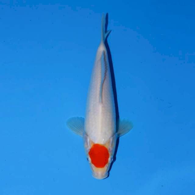 TANCHO KOHAKU F1 24 CM FEMALE