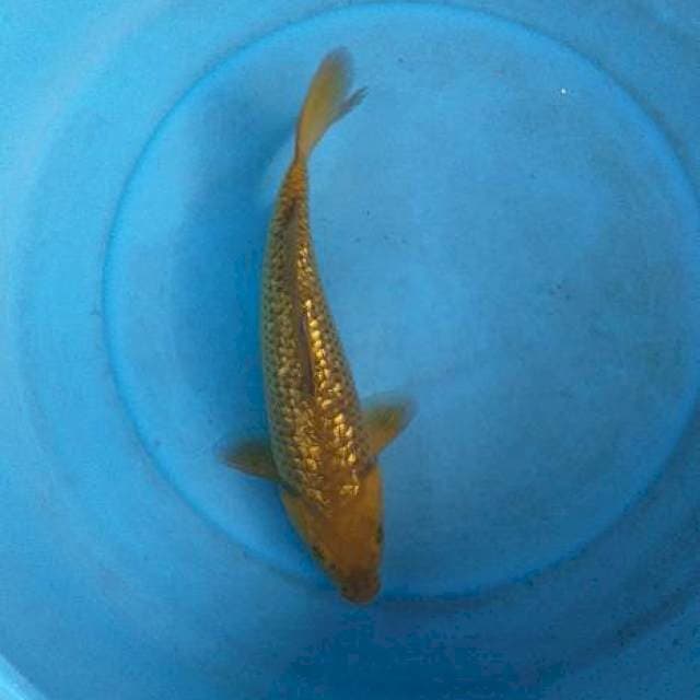 Caghoi midhori ginrin
