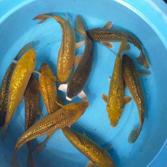 Mix caghoi midhori body munuk 10 ekor