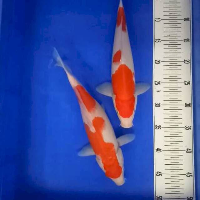 Kohaku 34-35 cm