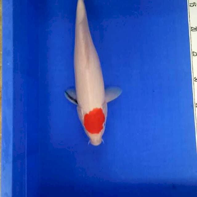 Tc kohaku ori 35 cm 