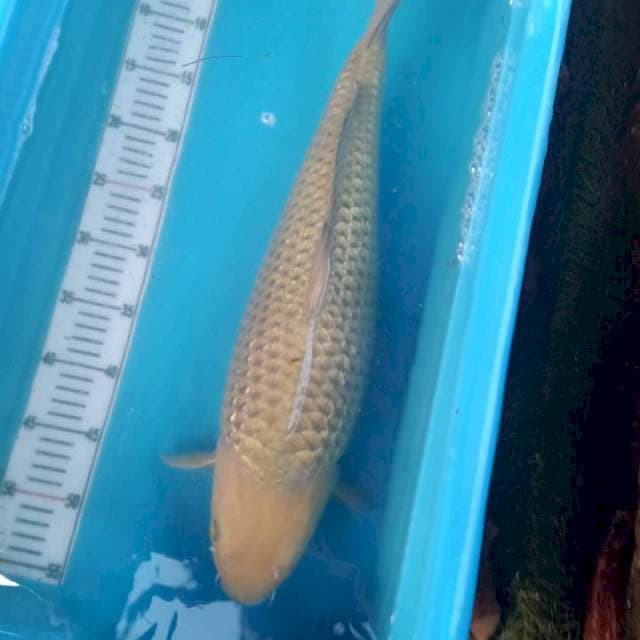 Soragoi 50cm Punuk Onta