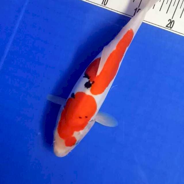 Sanke doit 29 cm