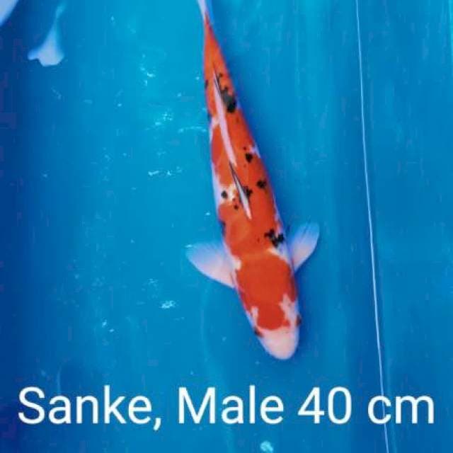 Iwojima sanke 40 cm