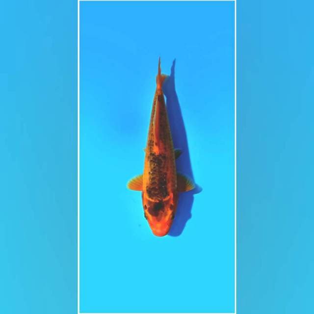 Aka Matsuba 22 cm