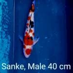 Iwojima sanke 40cm
