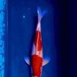 Iwojima kohaku male 45cm