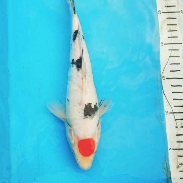Tncho Sanke 24cm