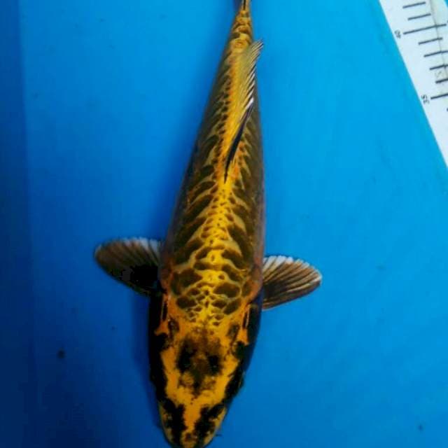 GOLD KIn Kiko
