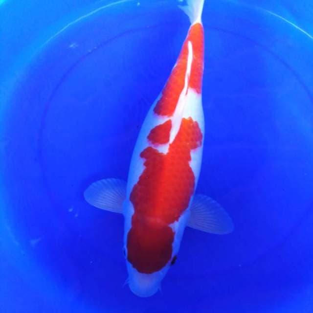 Kohaku premium