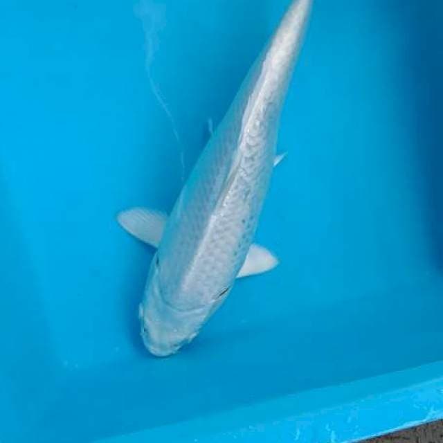PUTIH PUNUK MALE 30 BU