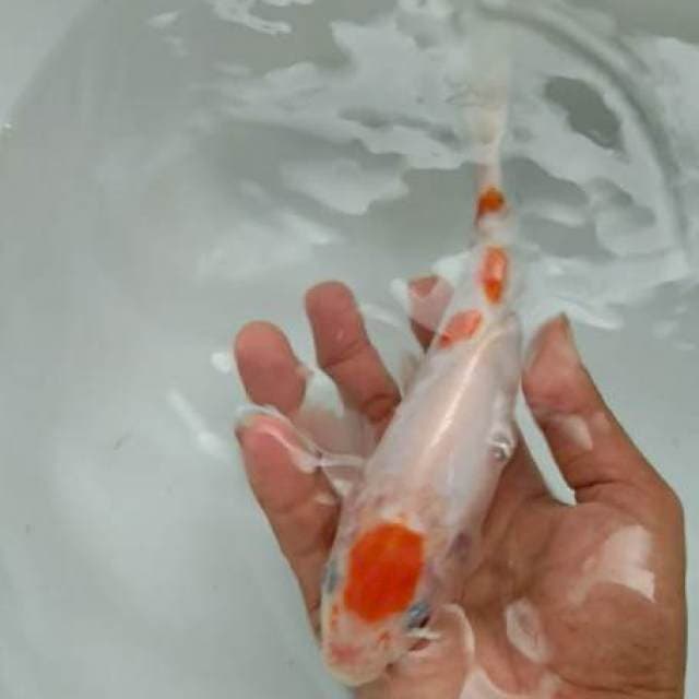 MALE 25 CM