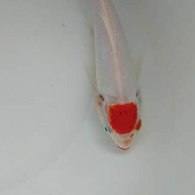 MALE 20 CM