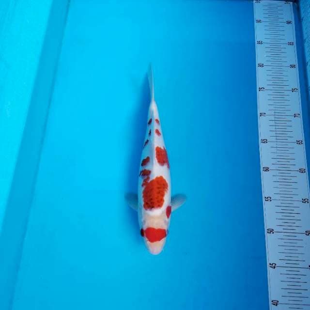 MARUTEN AIGOROMO 32 CM