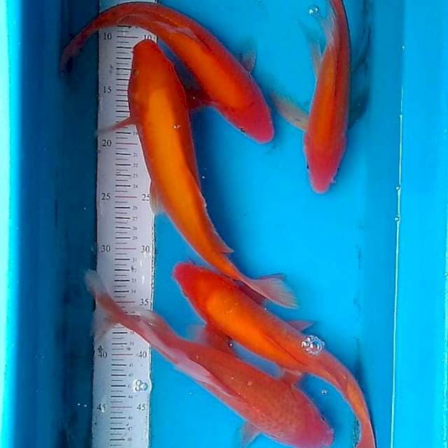 28-30cm
