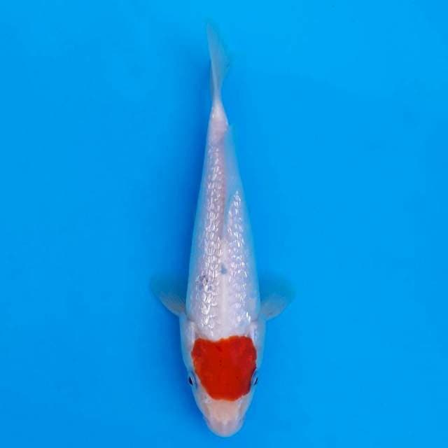 Tancho ginrin series 18cm