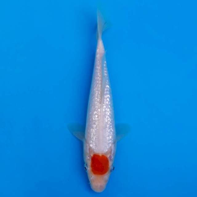 Tancho ginrin series 20cm