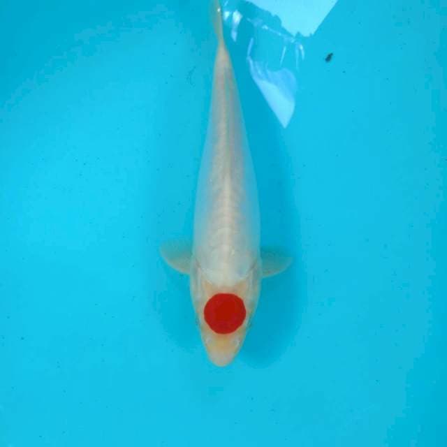 Tancho Doitsu, 27 cm