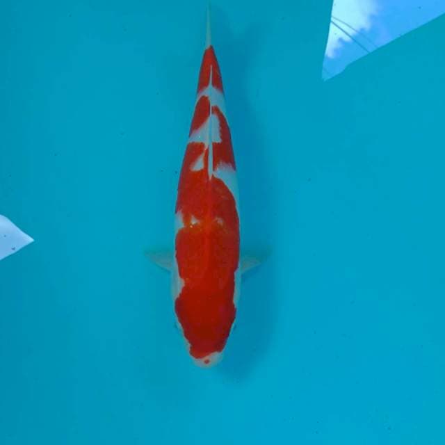 Kohaku, 27 cm