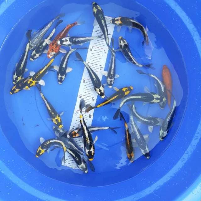 Kabuto 14 -17 cm 28 ekor