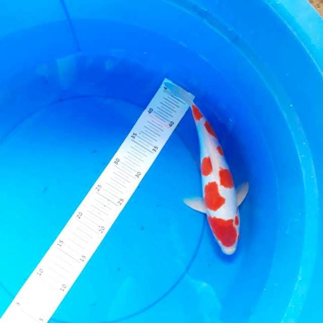 Kohaku doitsu 29 cm