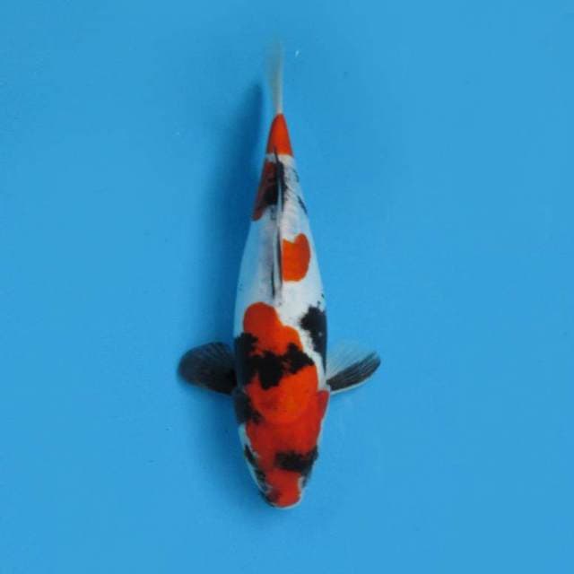 D0ITSU MURNI _SHOWA GOOD PATTERN