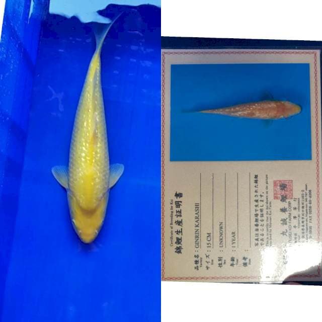 Karashi gingrin serti marusei