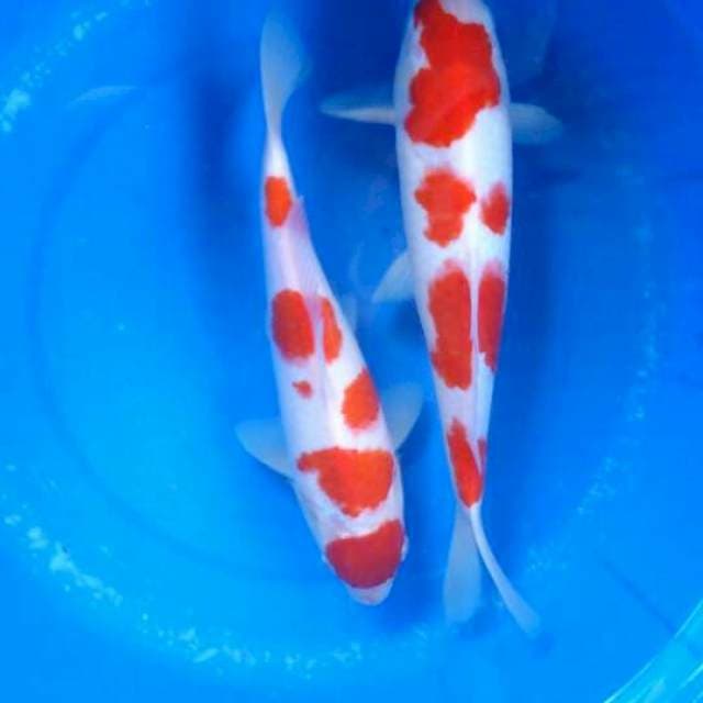 Sk kohaku f1