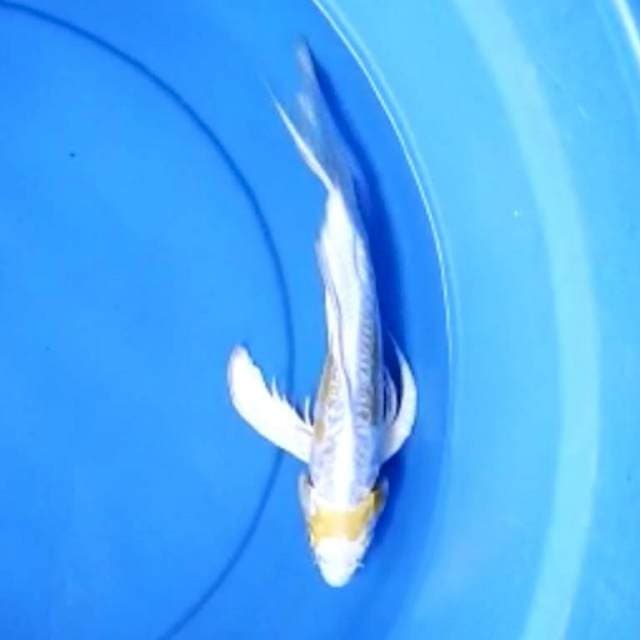 Kumpay hariwake doitsu 27 cm