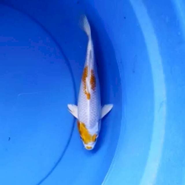 Hariwake 24 cm