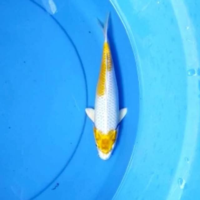 Hariwake 24 cm