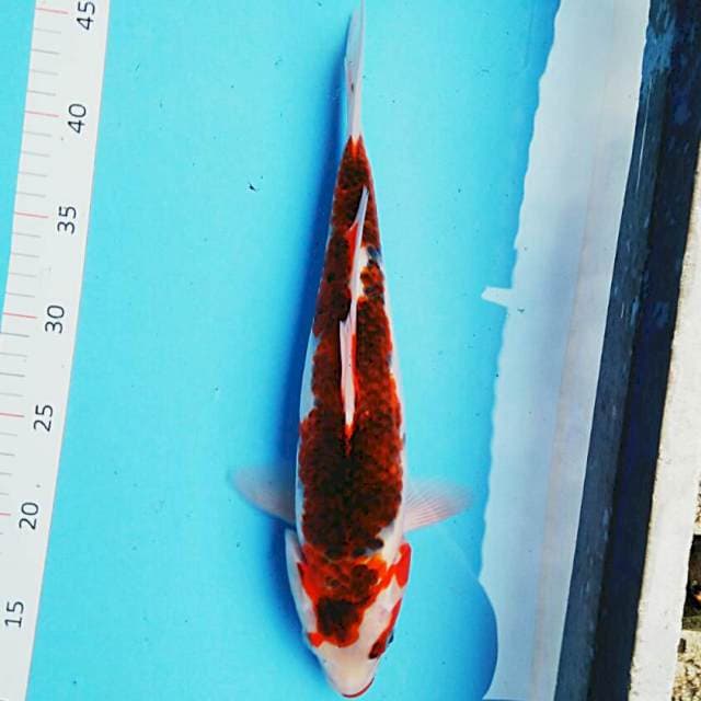 Goshiki josss 33cm