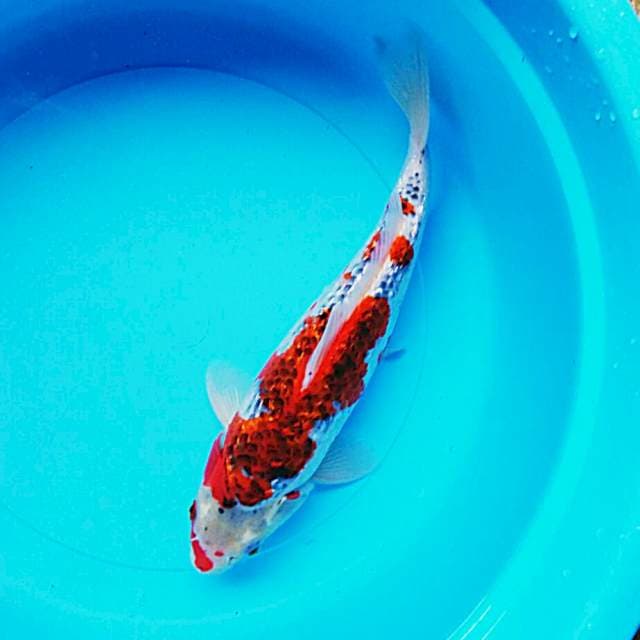 Goshiki ginrin strong 30cm male
