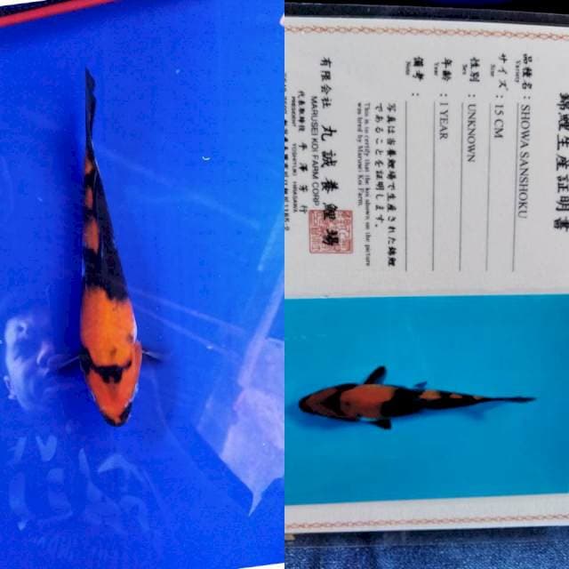Showa serti marusei