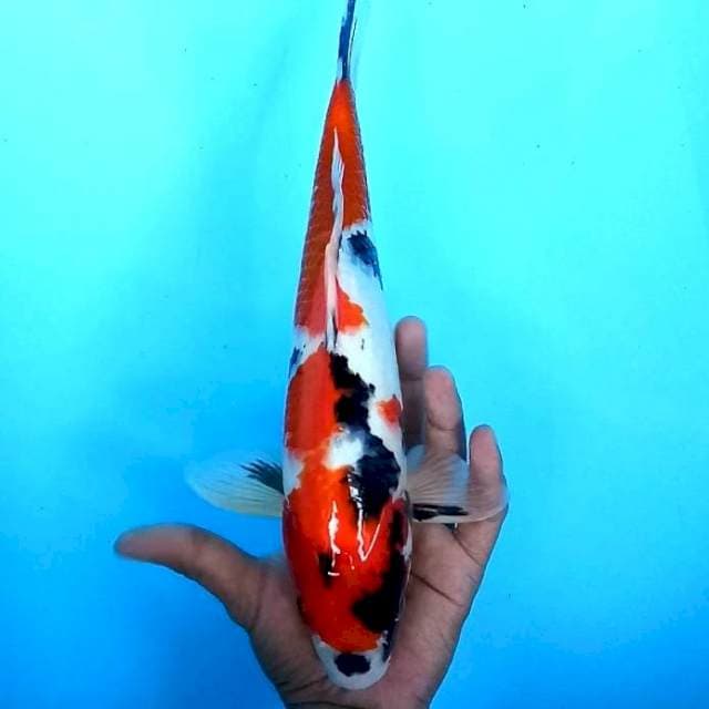 Showa shansoku Male # 35cm