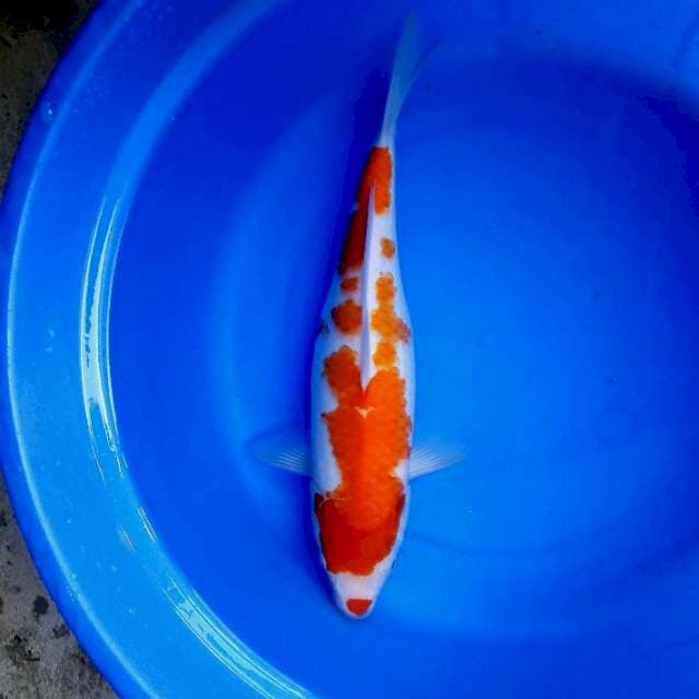 Kohaku