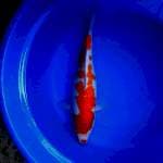 Kohaku