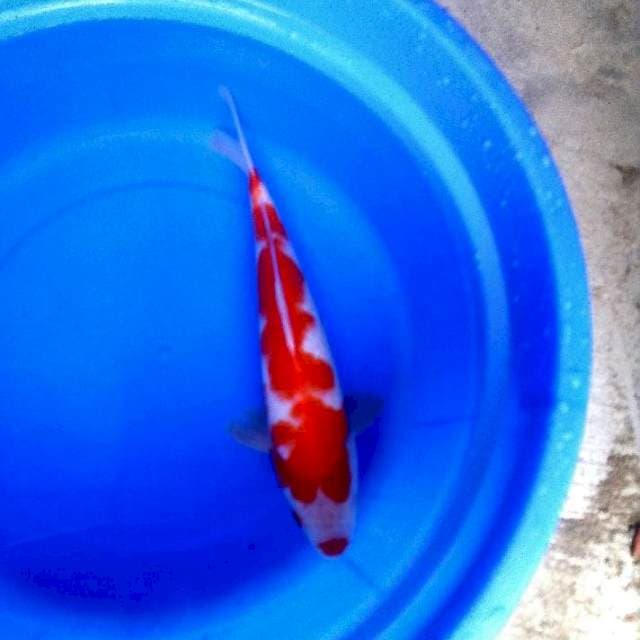 Kucibeni kohaku