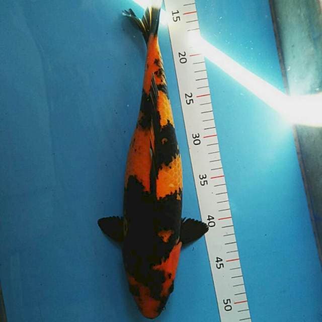 Hiu utsury bulky 38cm