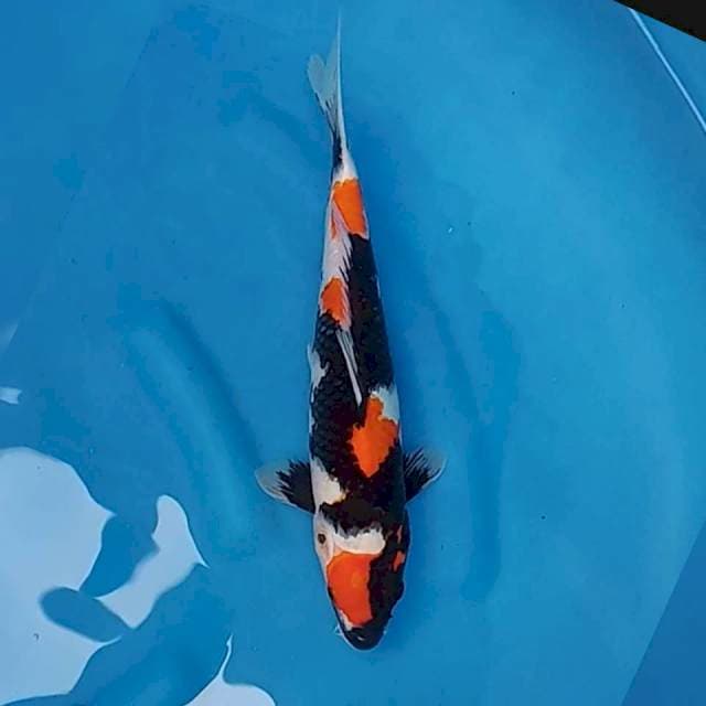 Showa siip 35cm